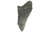 Bargain, Fossil Megalodon Tooth - South Carolina #172160-1